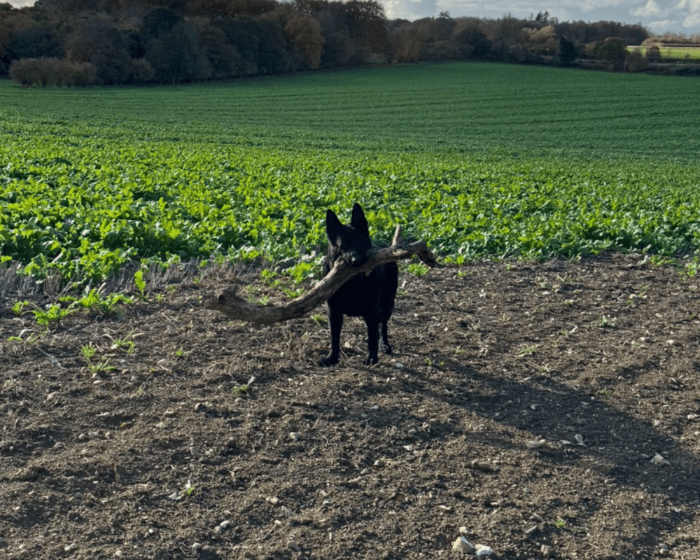 Retired police dog Solo with a big stick out on a walk