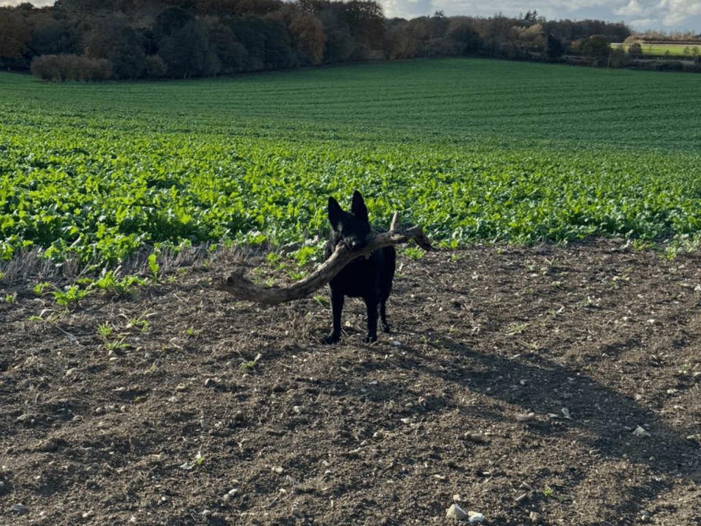 Retired police dog Solo with a big stick out on a walk