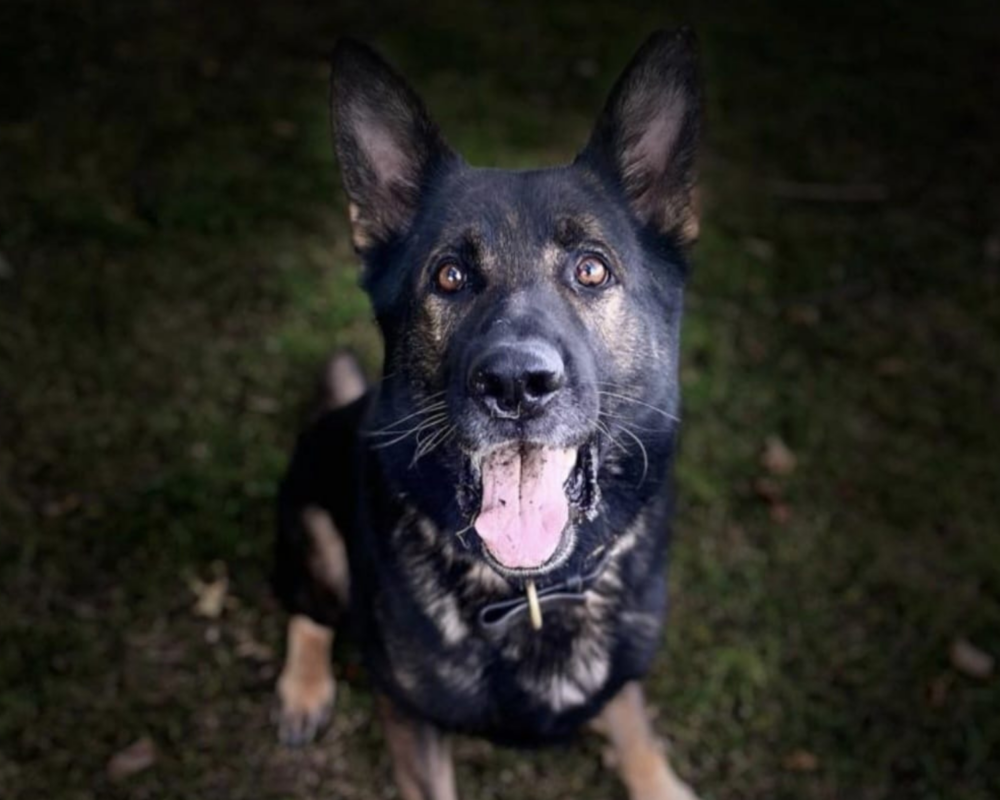 Retired police dog Bo poses for the camera