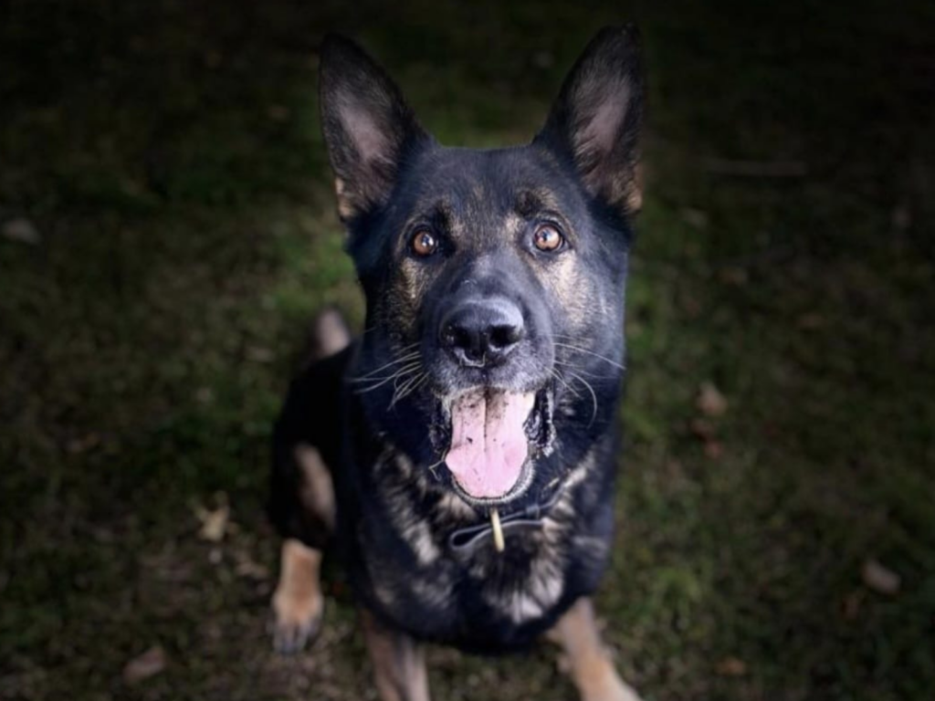 Retired police dog Bo poses for the camera