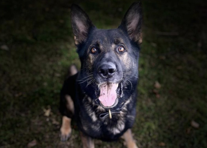 Retired police dog Bo poses for the camera