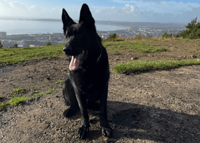 Retired police dog Solo with his tongue out