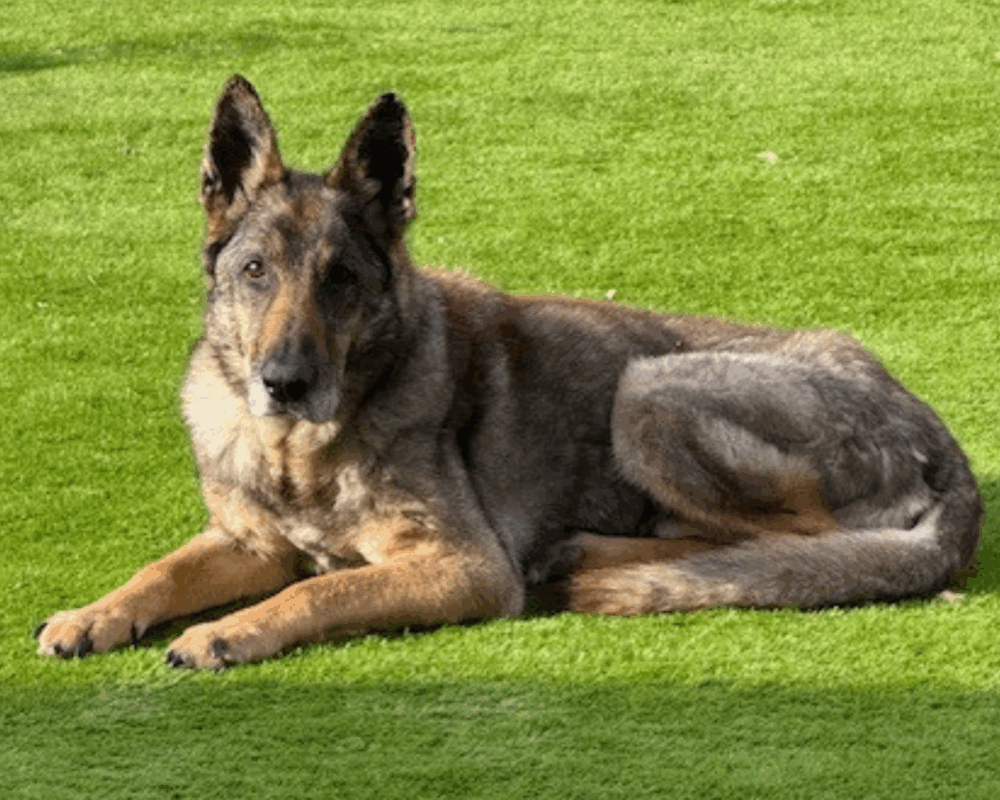 Retired police dog Mack lays on the grass