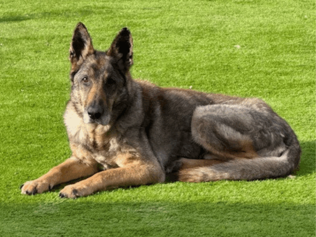 Retired police dog Mack lays on the grass
