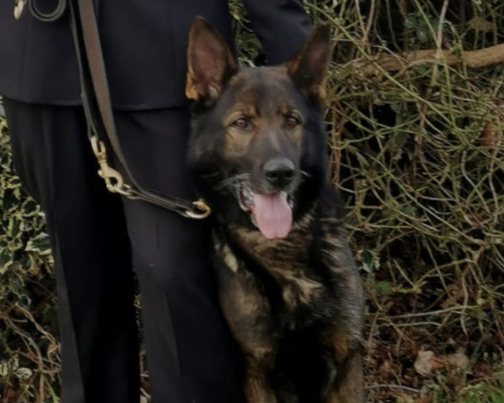 Retired police dog Bo sits by his handler