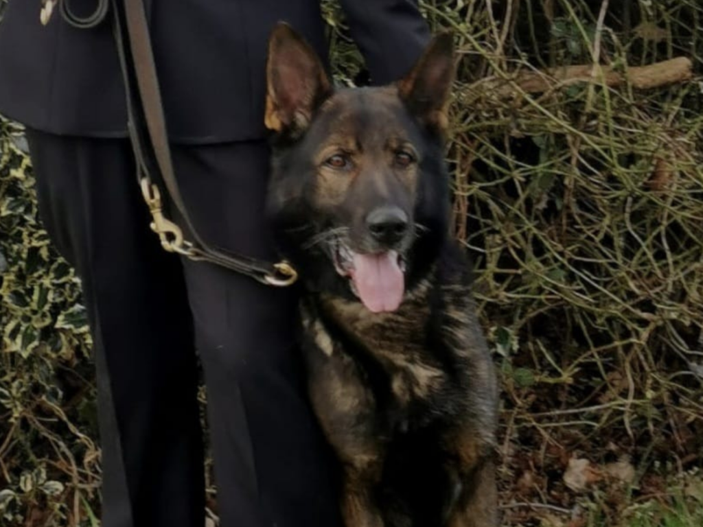 Retired police dog Bo sits by his handler