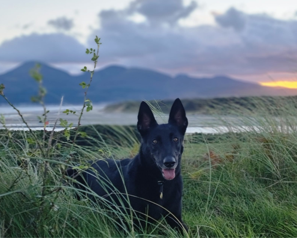 Retired police dog Izzy lays amongst the grass in the countryside