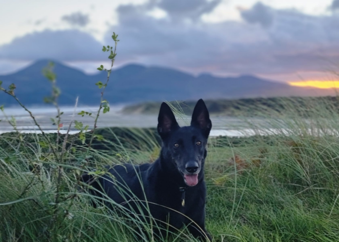 Retired police dog Izzy lays amongst the grass in the countryside