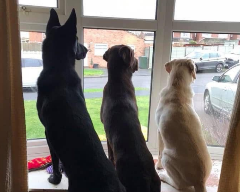 Retired police dog Floyd with Labradors Enzo and Luna