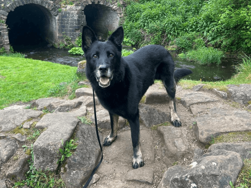 Retired police dog Kenai out on a walk