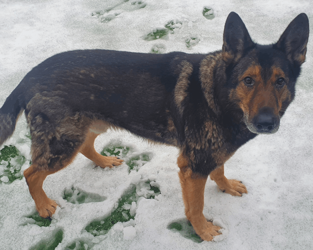 Retired police dog Mack in the snow