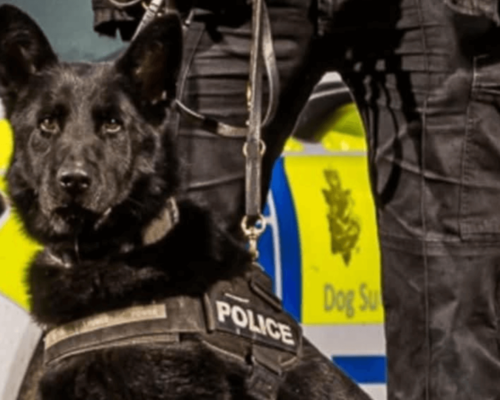 Police dog Kenai on duty