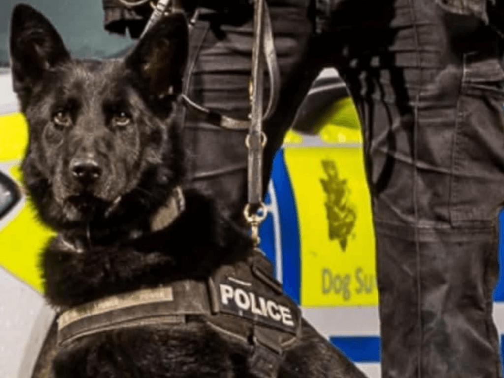 Police dog Kenai on duty