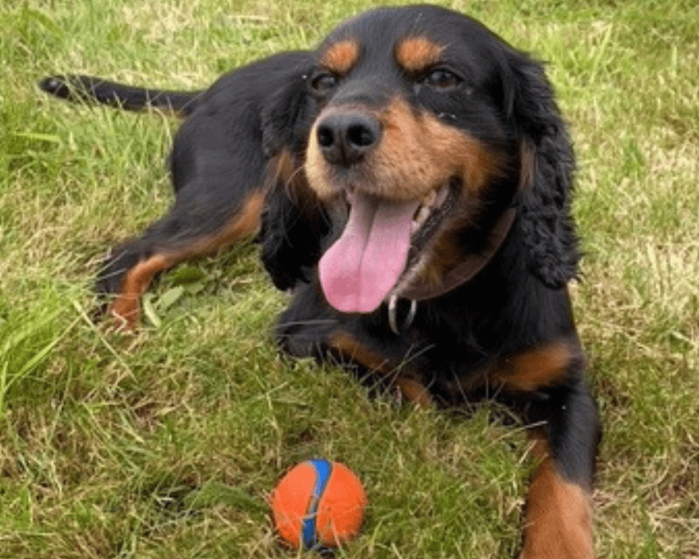 Retired police dog Mitzi with her ball