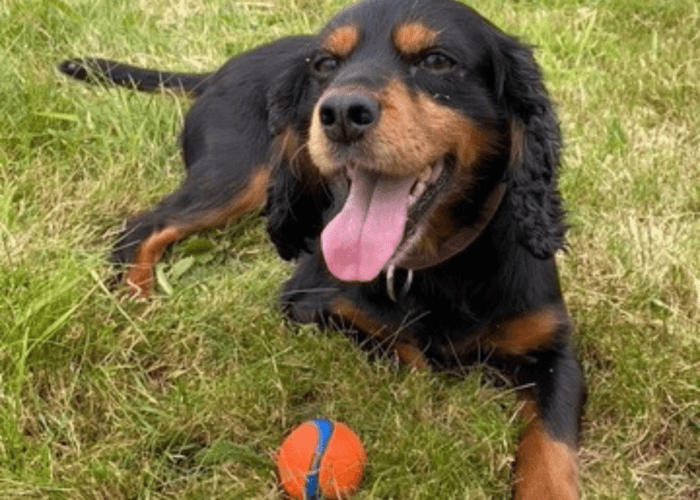 Retired police dog Mitzi with her ball