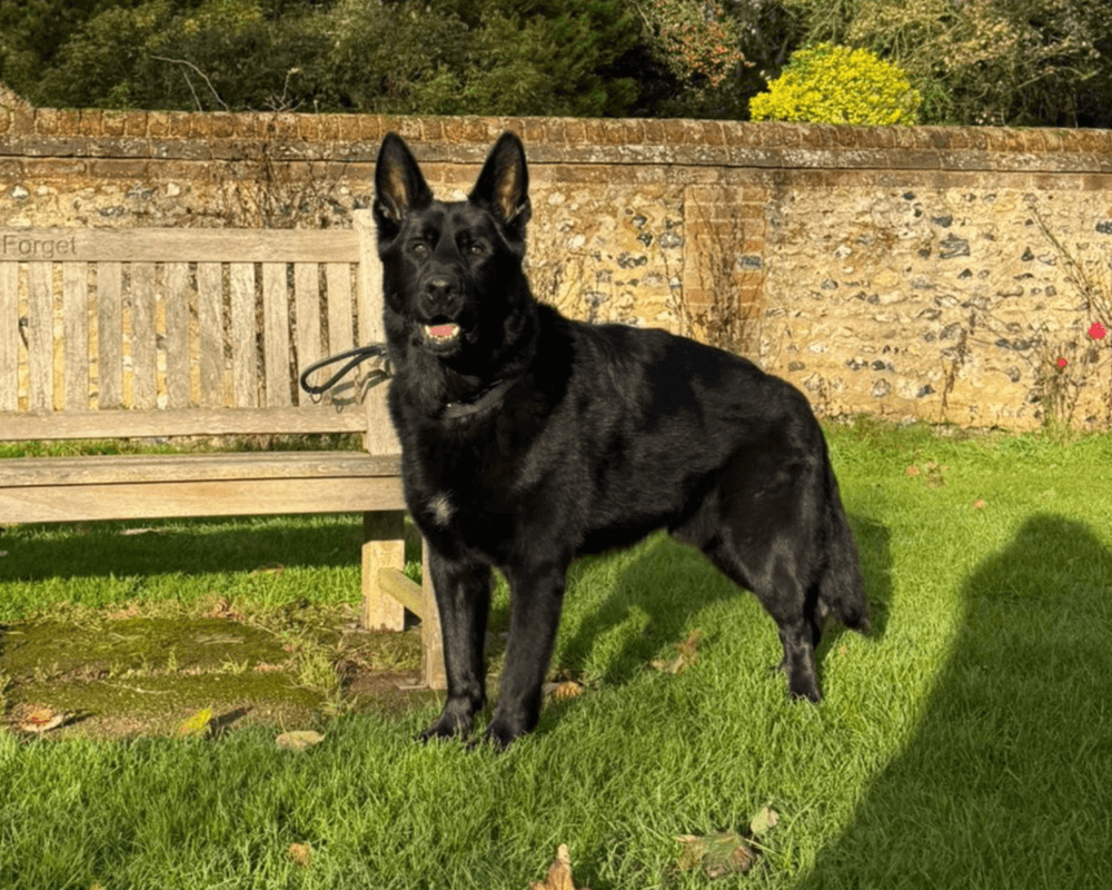 Retired police dog Solo stands by a bench