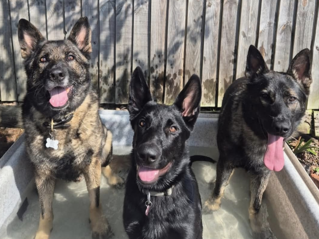 Retired police dog Bo, Zaya, and police dog Griff