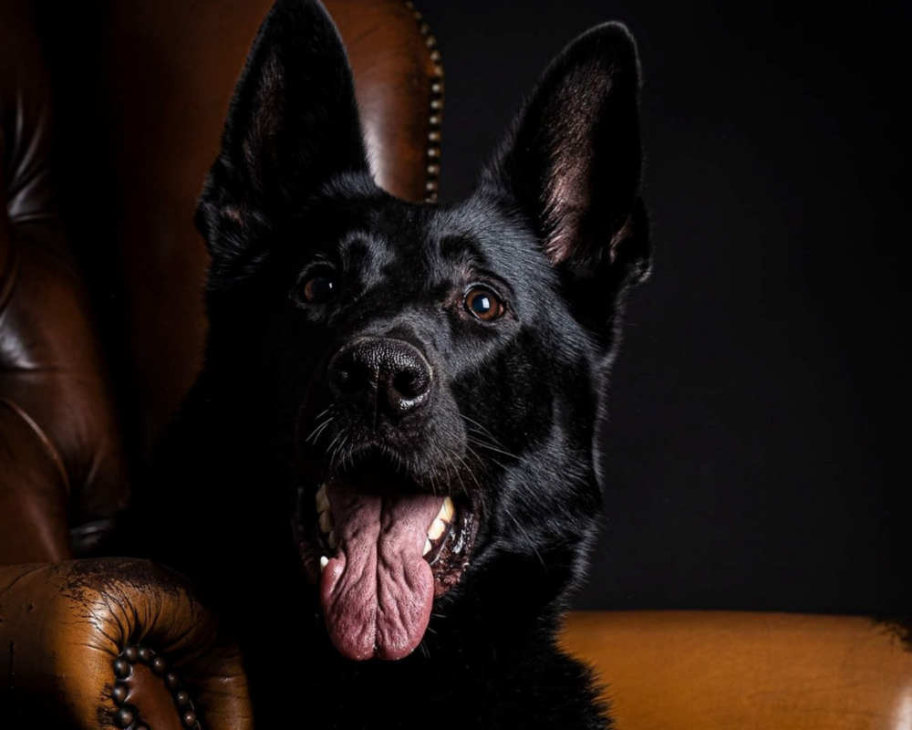 Retired police dog Floyd poses for a photo