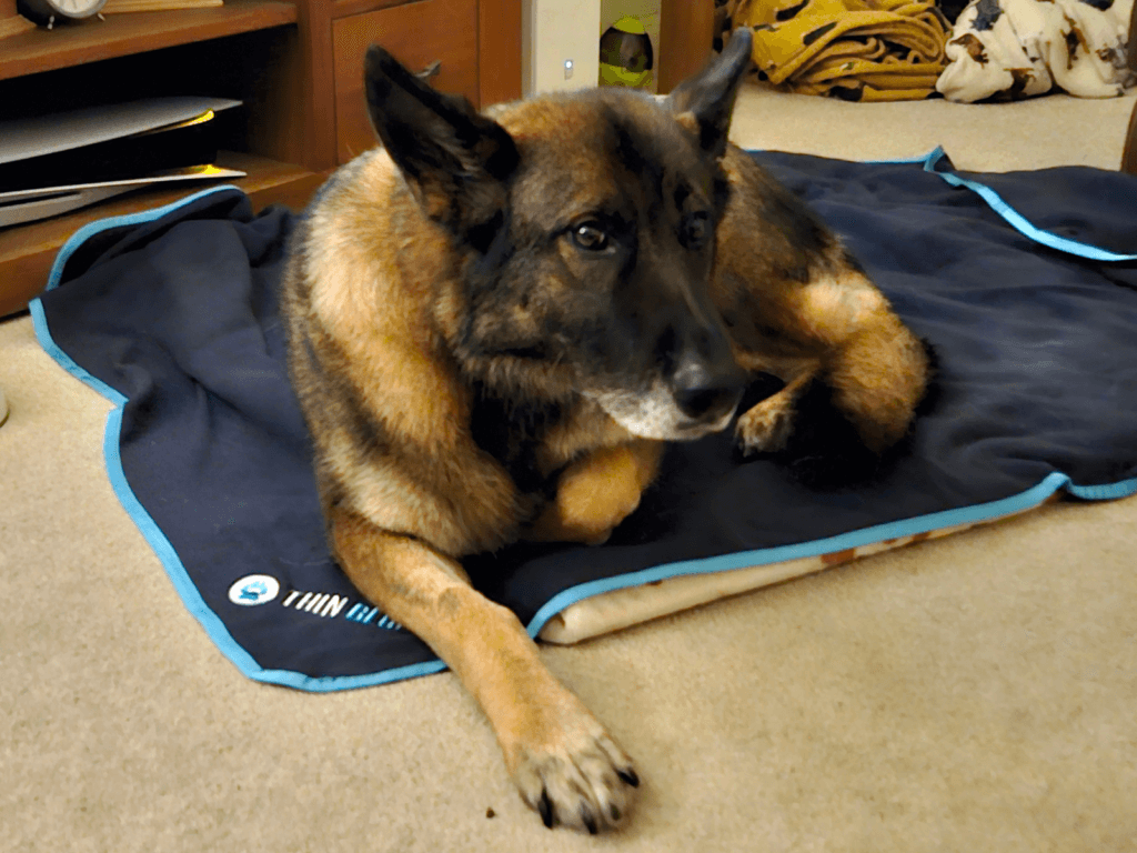 Retired police dog Lizi lays on her Thin Blue Paw blanket