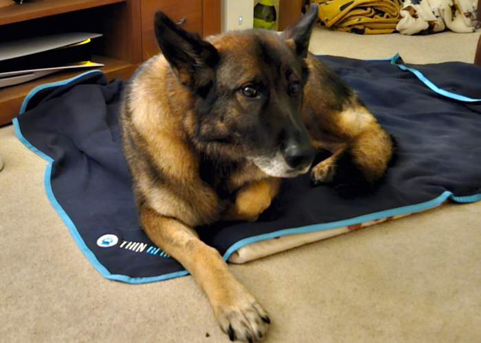 Retired police dog Lizi lays on her Thin Blue Paw blanket