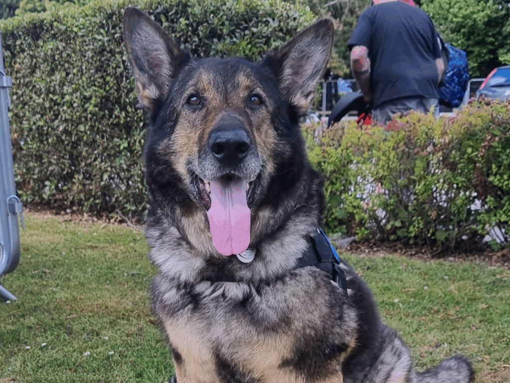 Retired police dog Mack with his tongue out