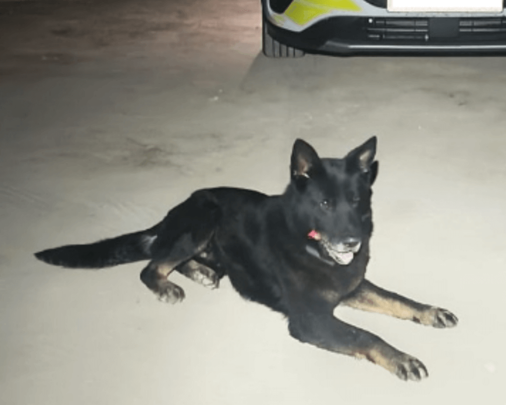 Police dog Kenai on a night shift
