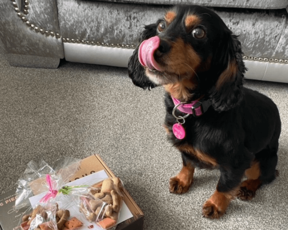 Retired police dog Mitzzi licks her lips waiting for a treat