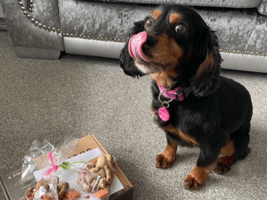 Retired police dog Mitzzi licks her lips waiting for a treat