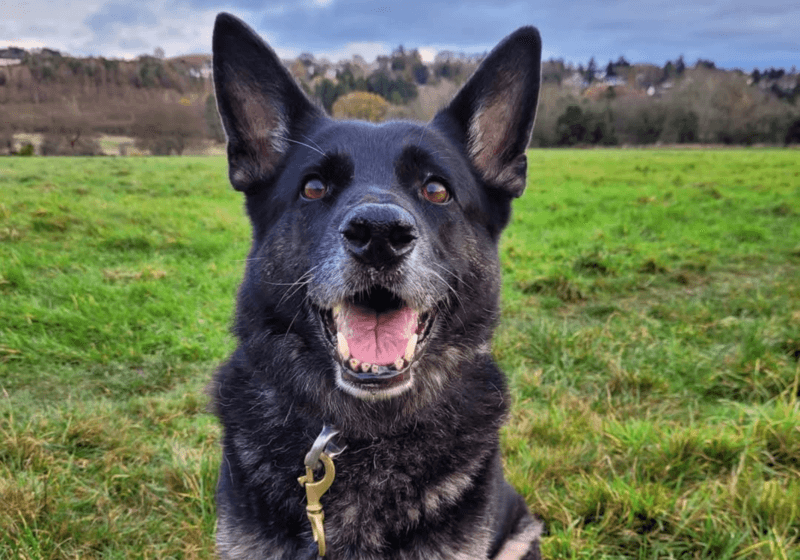 Foundation helps retired police dog as family lose pet