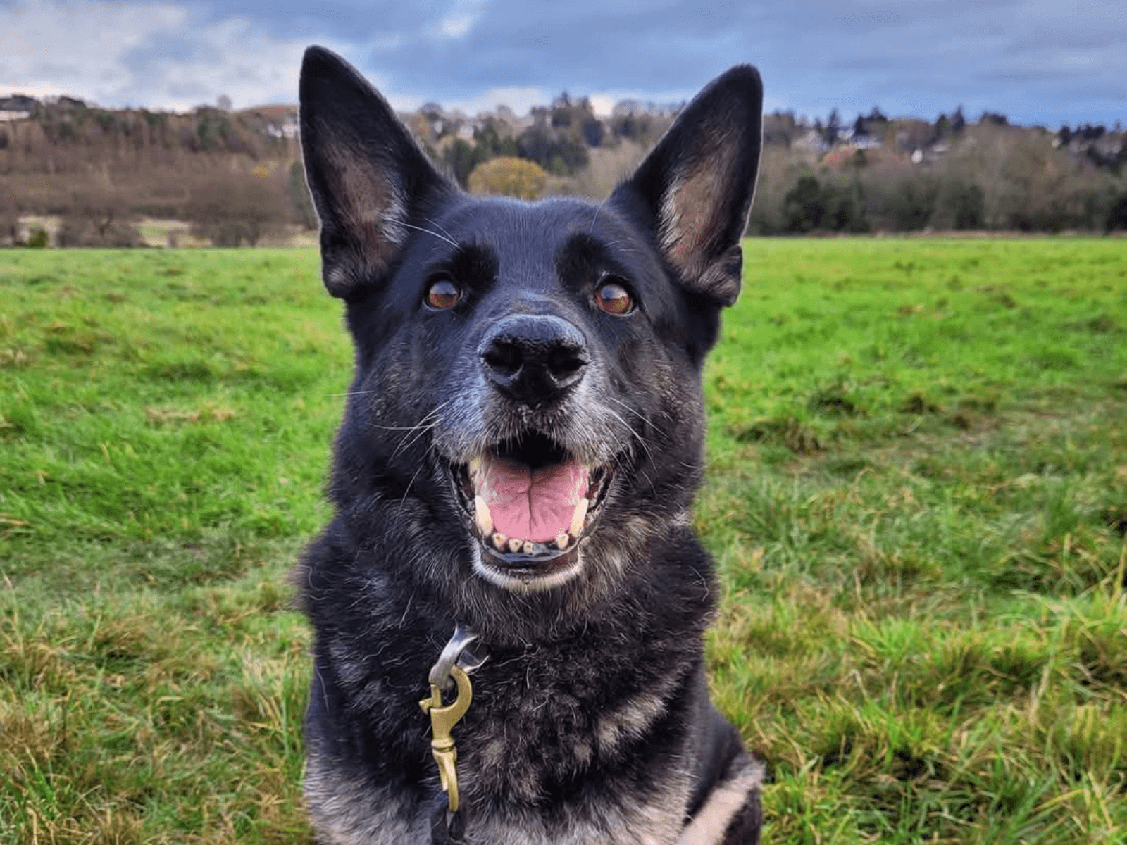 Retired police dog Hopi
