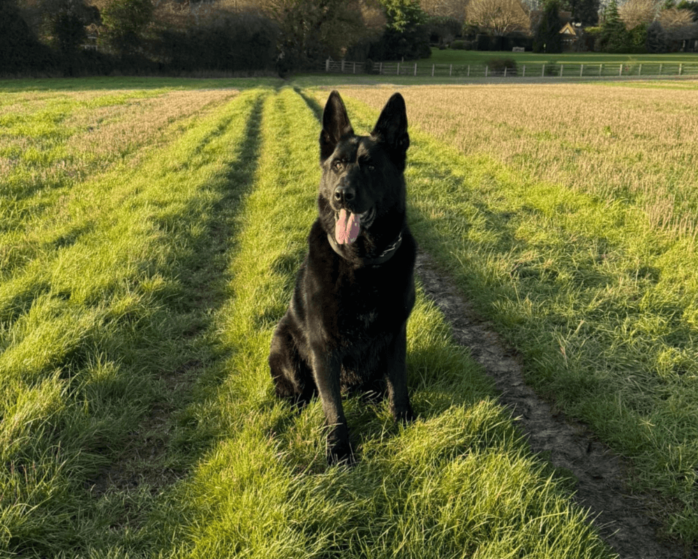 Retired police dog Solo sits in the grass while out on a walk