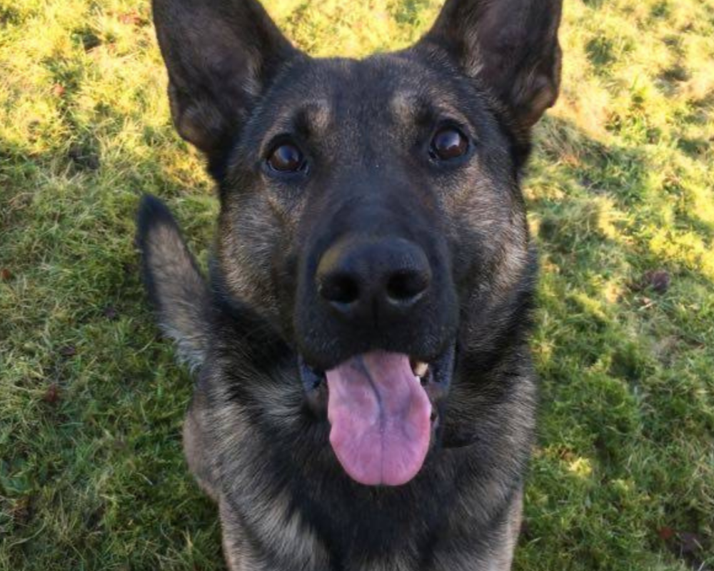 Retired police dog Arni looks right into the camera