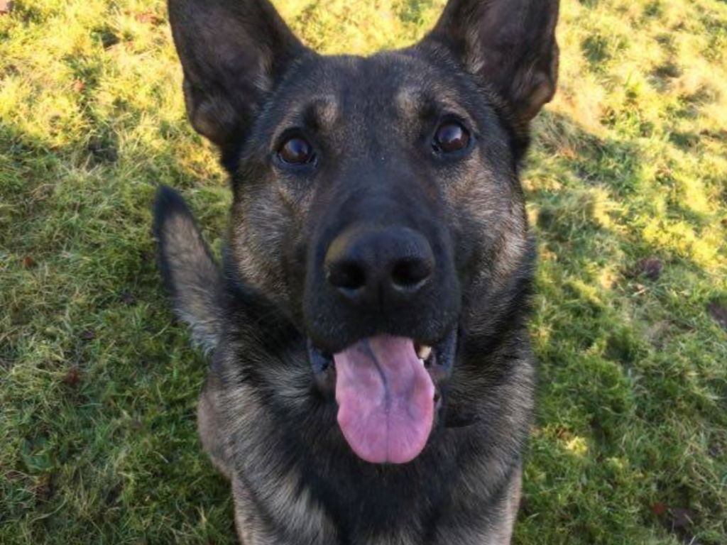 Retired police dog Arni looks right into the camera