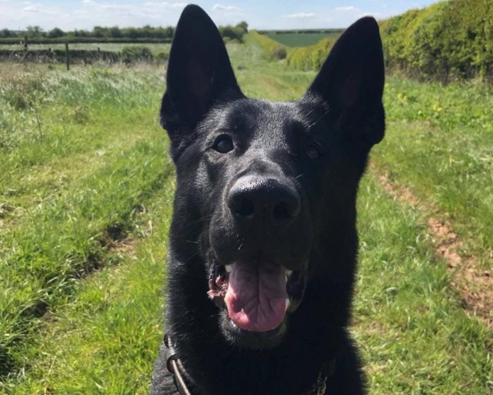 Retired police dog Floyd looks at the camera