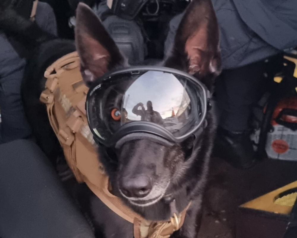 Police dog Izzy during an operation