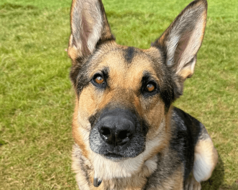 Retired police dog Eva looks at the camera