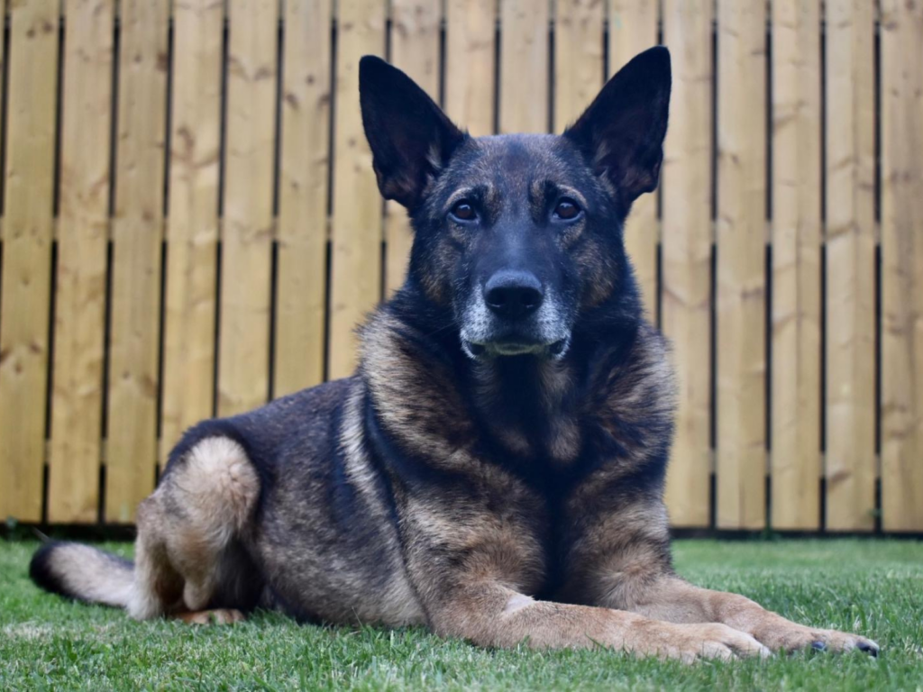 Retired police dog Arni