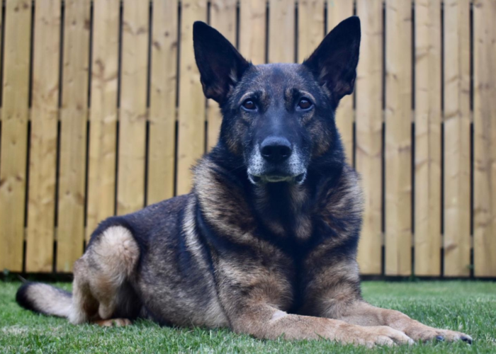 Retired police dog Arni
