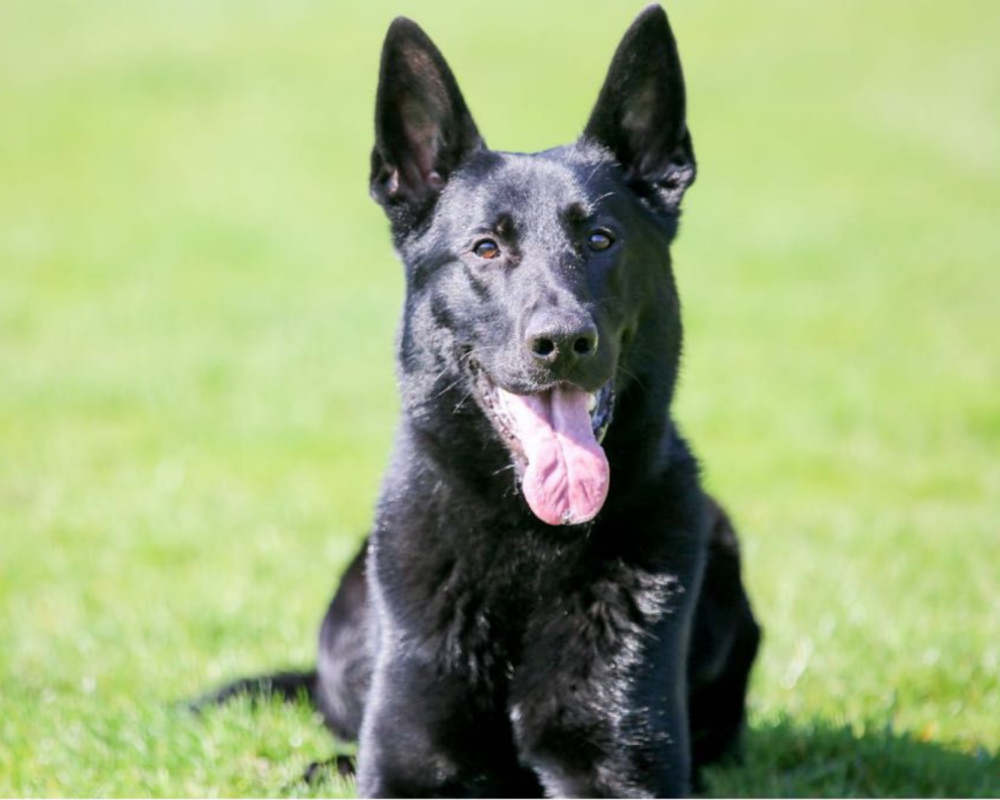 Retired police dog Floyd lays on the grass and pants