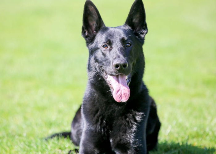 Retired police dog Floyd lays on the grass and pants