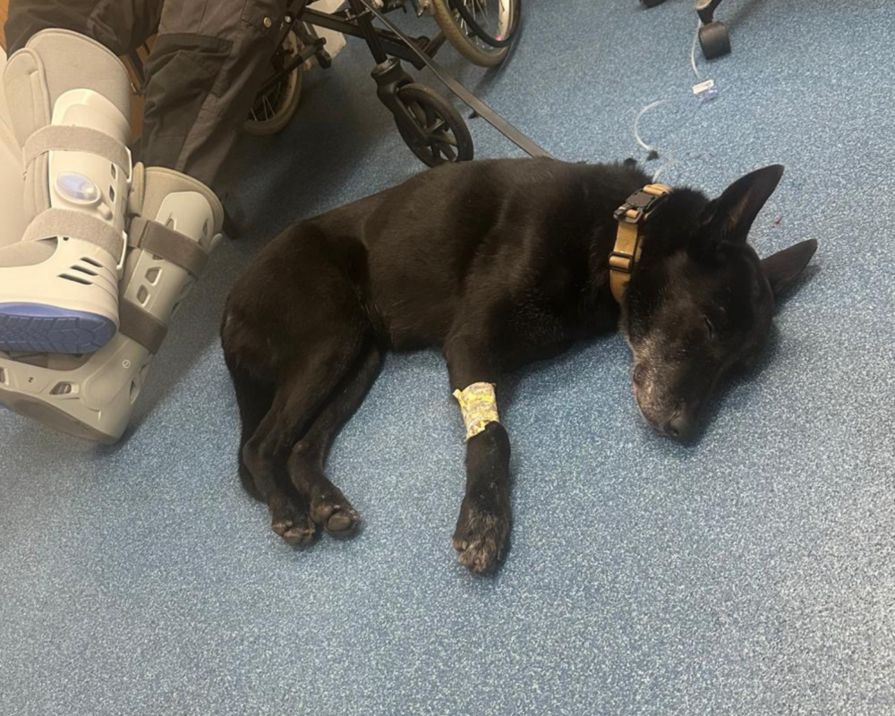 Retired police dog Izzy sick at the vets