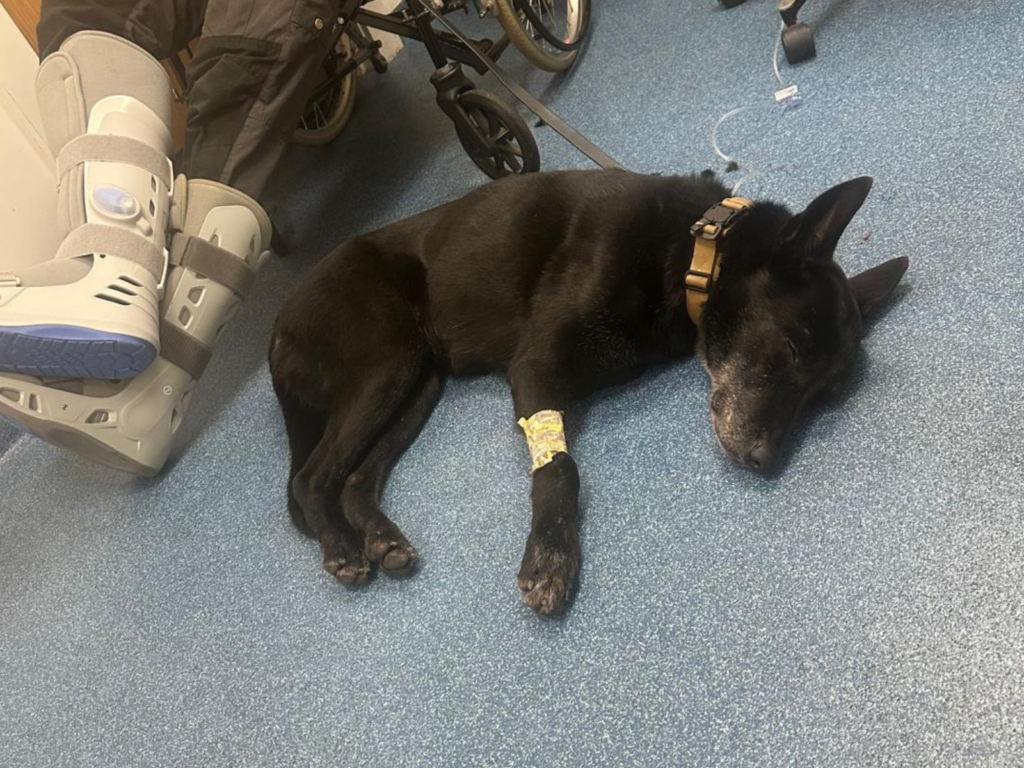Retired police dog Izzy sick at the vets