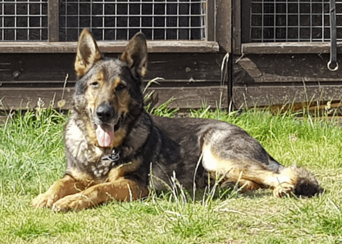Retired police dog Mack lays outside the kennels