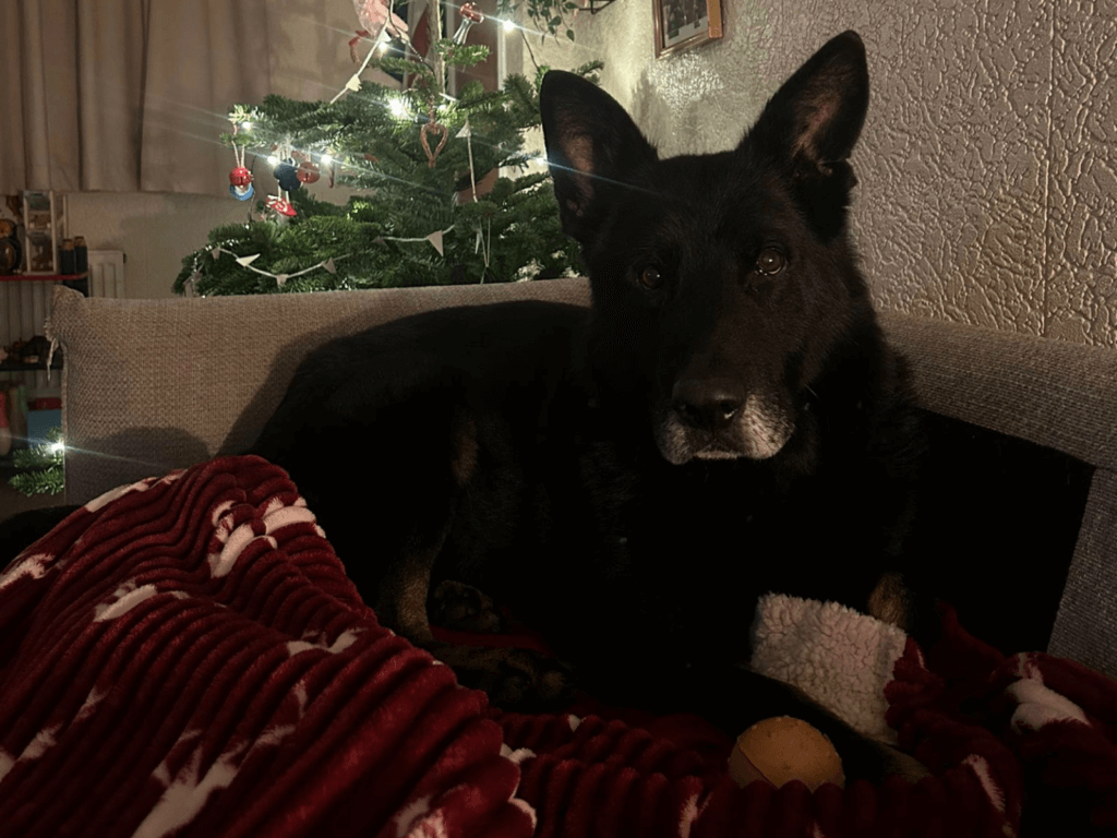 Retired police dog Kenai lays in front of the sofa