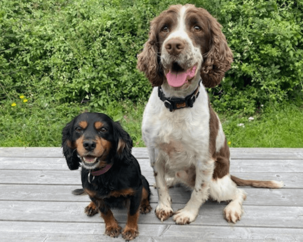 Retired police dogs Mitzi and Whisky