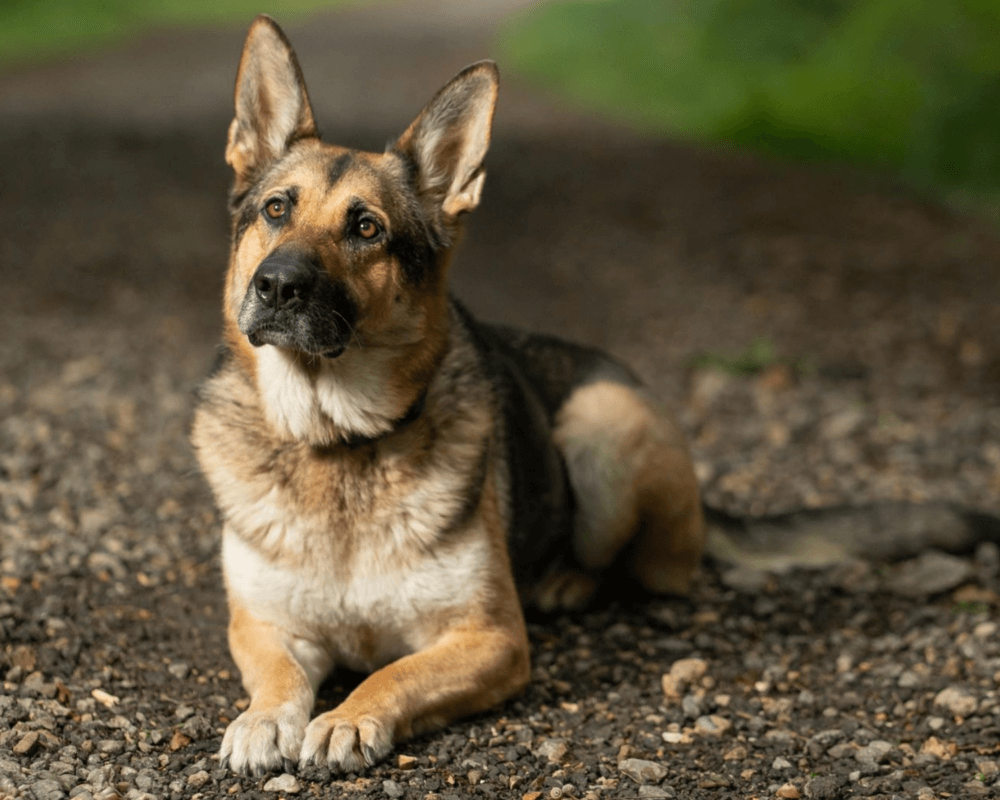 Retired police dog Eva poses