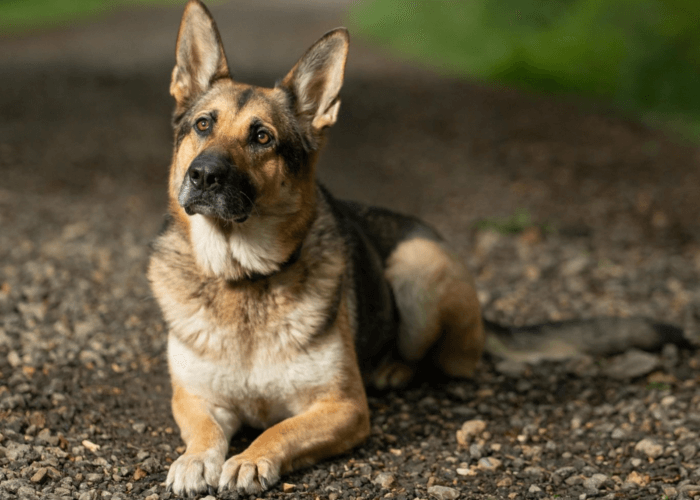 Retired police dog Eva poses