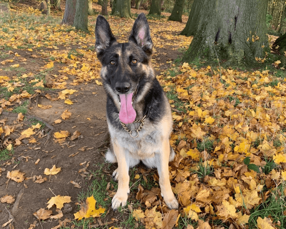 Retired police dog Kez sits among the autumn leaves