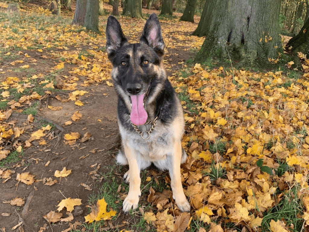 Retired police dog Kez sits among the autumn leaves