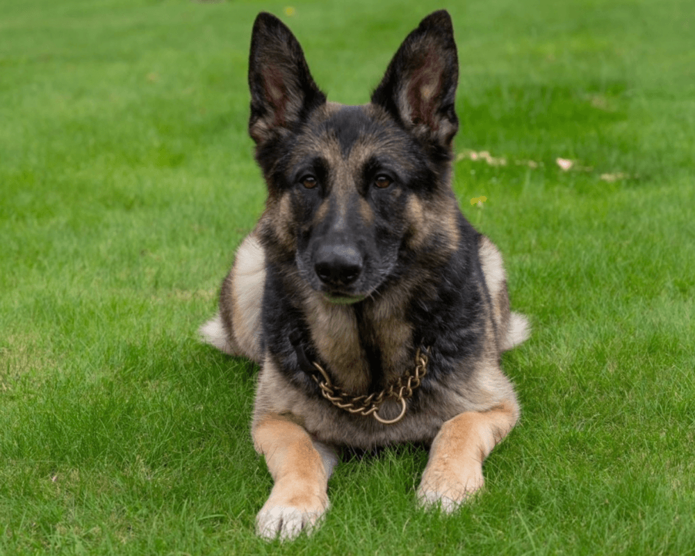 Retired police dog Kez lies down on the grass